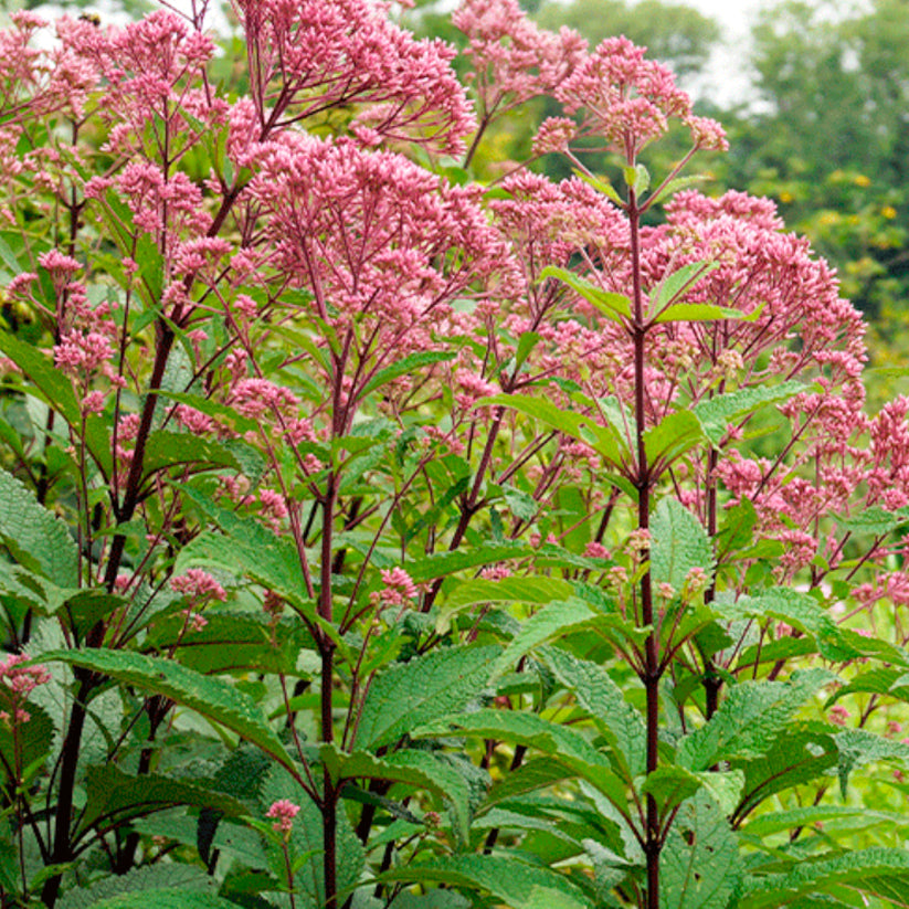 Eutrochium purpureum (SWEET JOE PYE WEED)