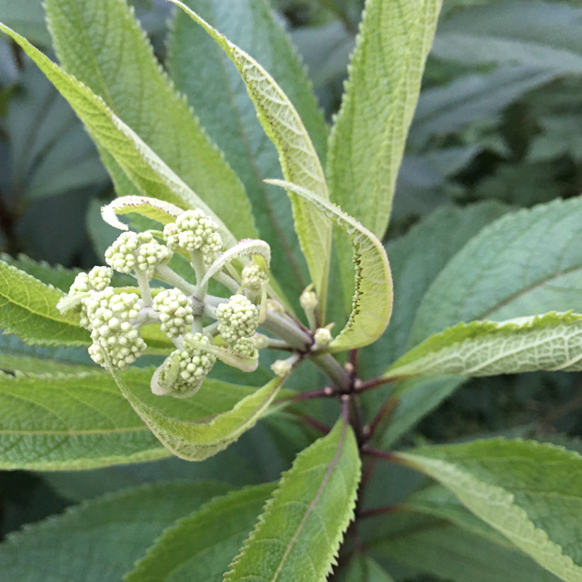 Eutrochium purpureum (SWEET JOE PYE WEED)