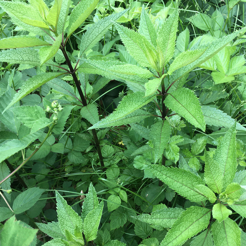 Eutrochium purpureum (SWEET JOE PYE WEED)