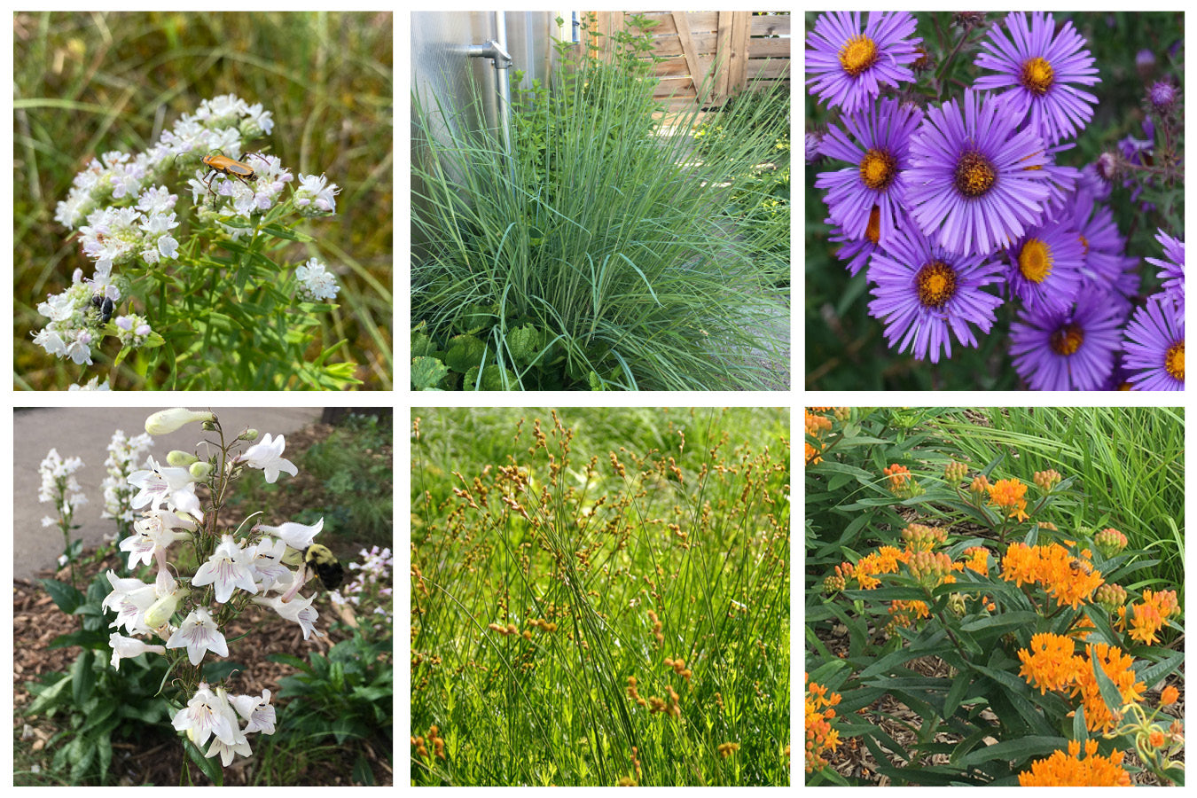 NBN Garden Kit - Native Prairie Mix