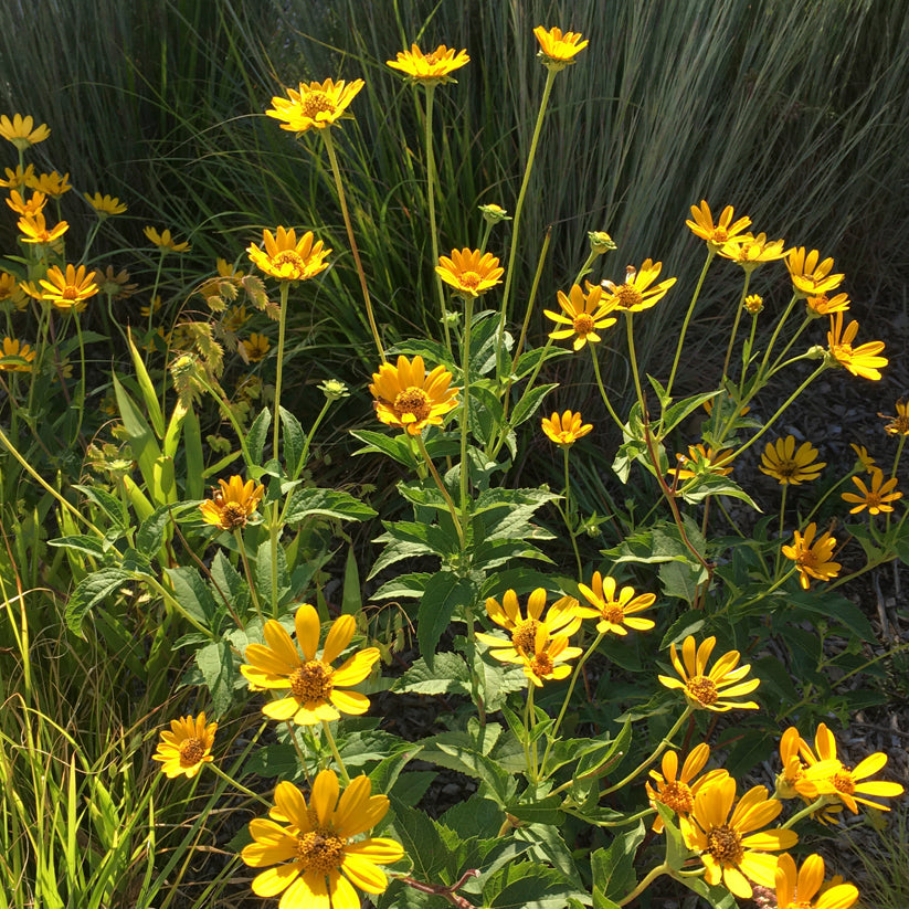 Heliopsis helianthoides (EARLY SUNFLOWER)