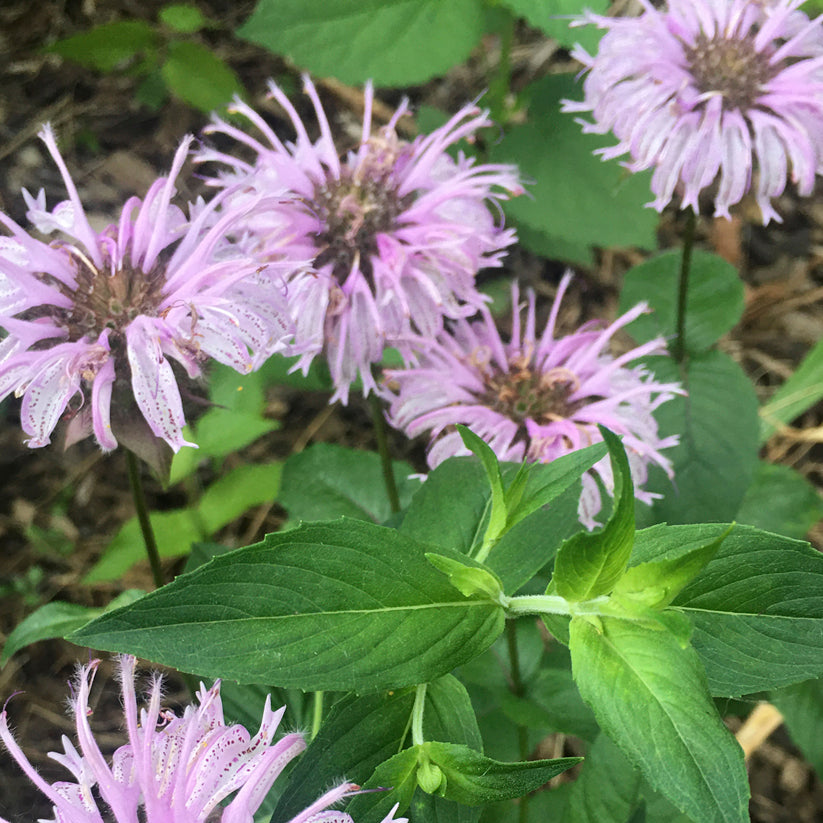 Monarda bradburiana (BRADBURY'S MONARDA)