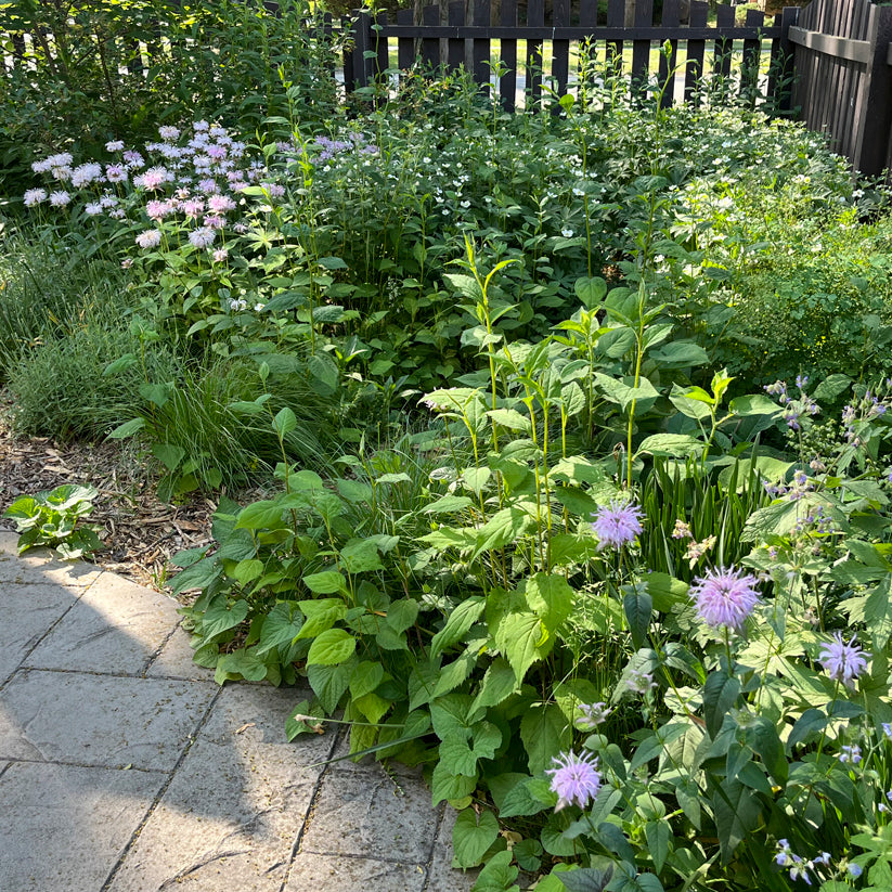 Monarda bradburiana (BRADBURY'S MONARDA)