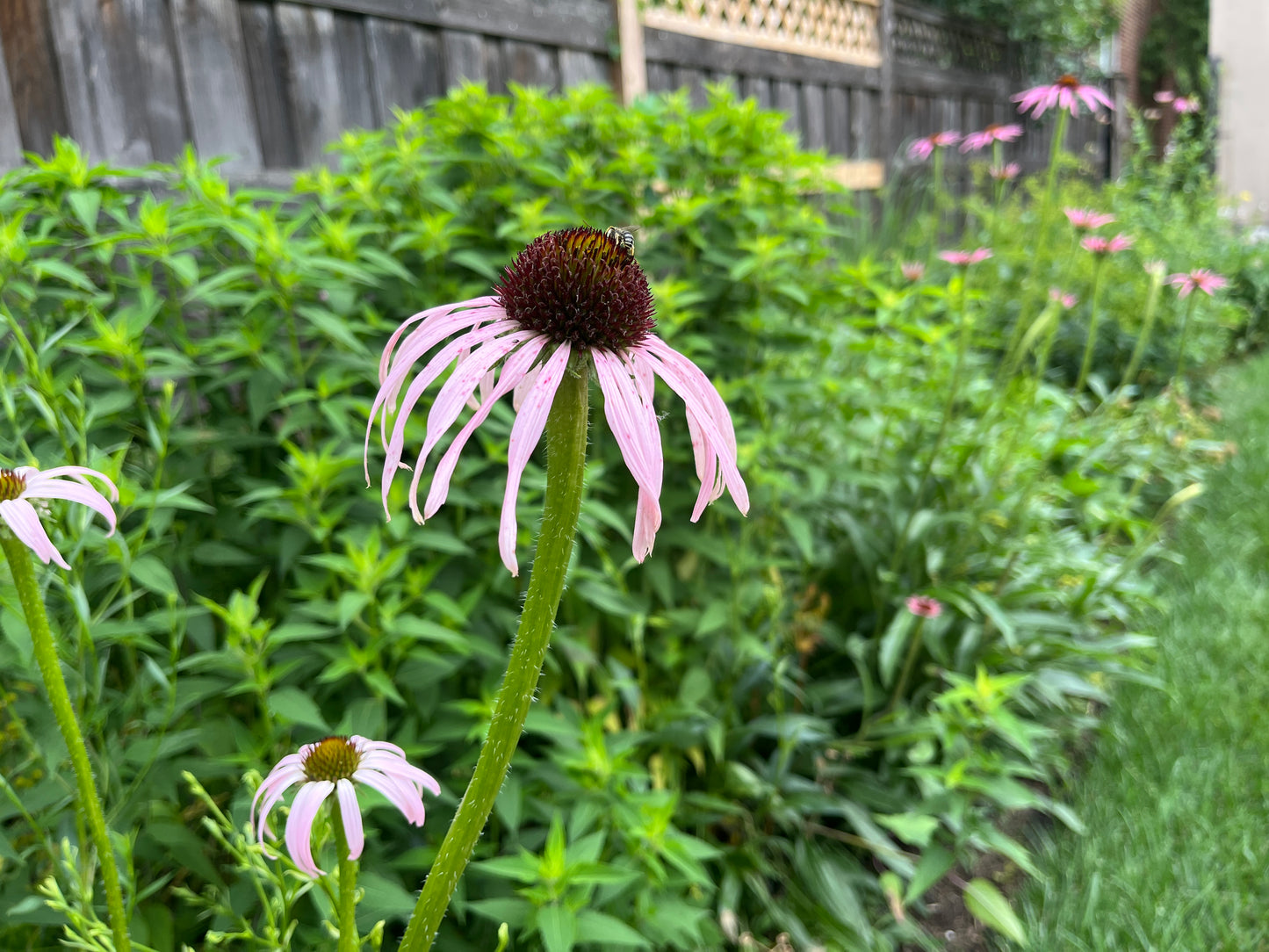 Garden Check-in