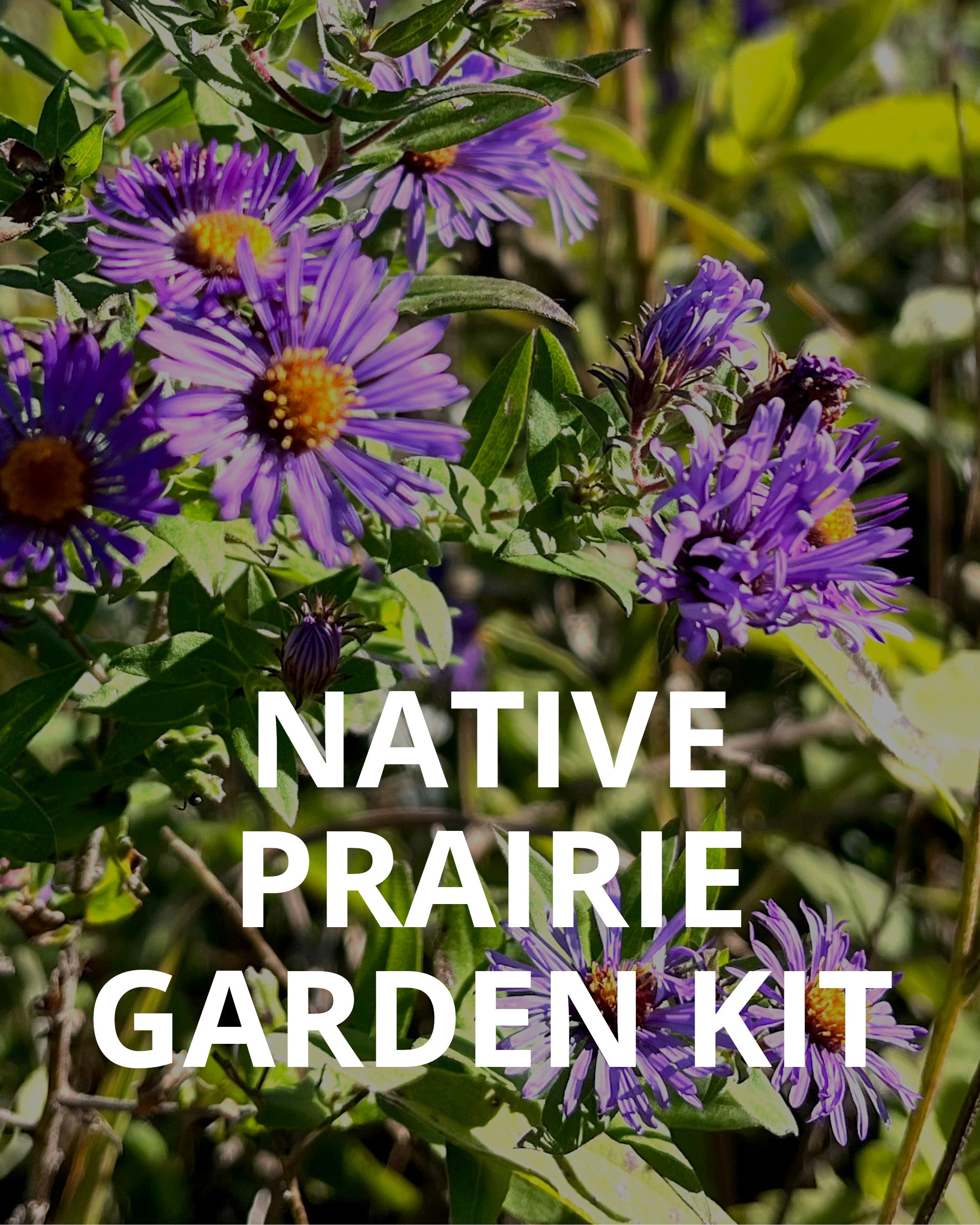 North Branch Natives Garden Kits - Chicago Area Native Plants