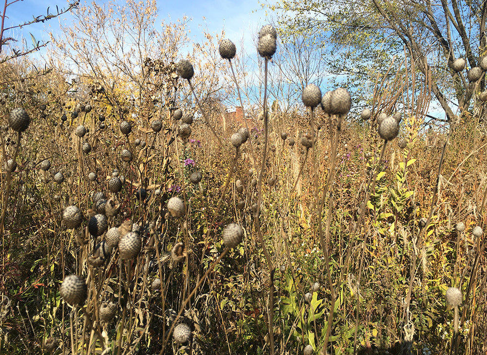 Native Seed Collecting Walk