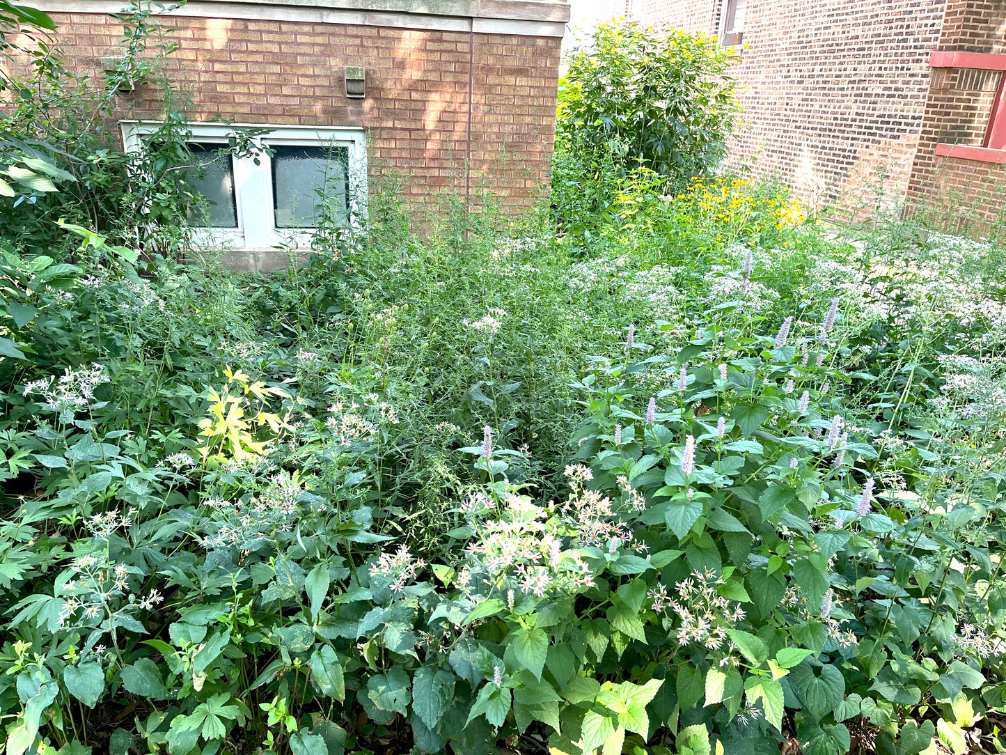 NBN Garden Kit - Native Woodland Mix