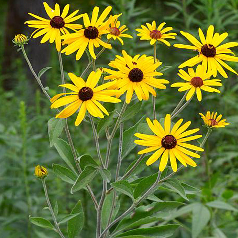 Rudbeckia subtomentosa (SWEET BLACK-EYED SUSAN)