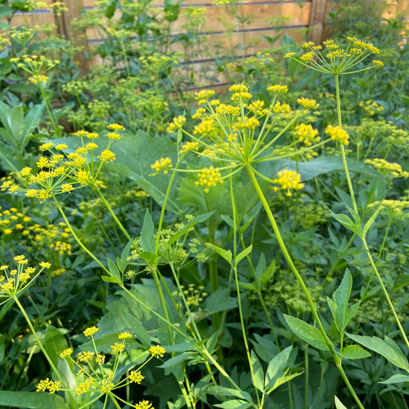 Zizia aurea (GOLDEN ALEXANDERS) *