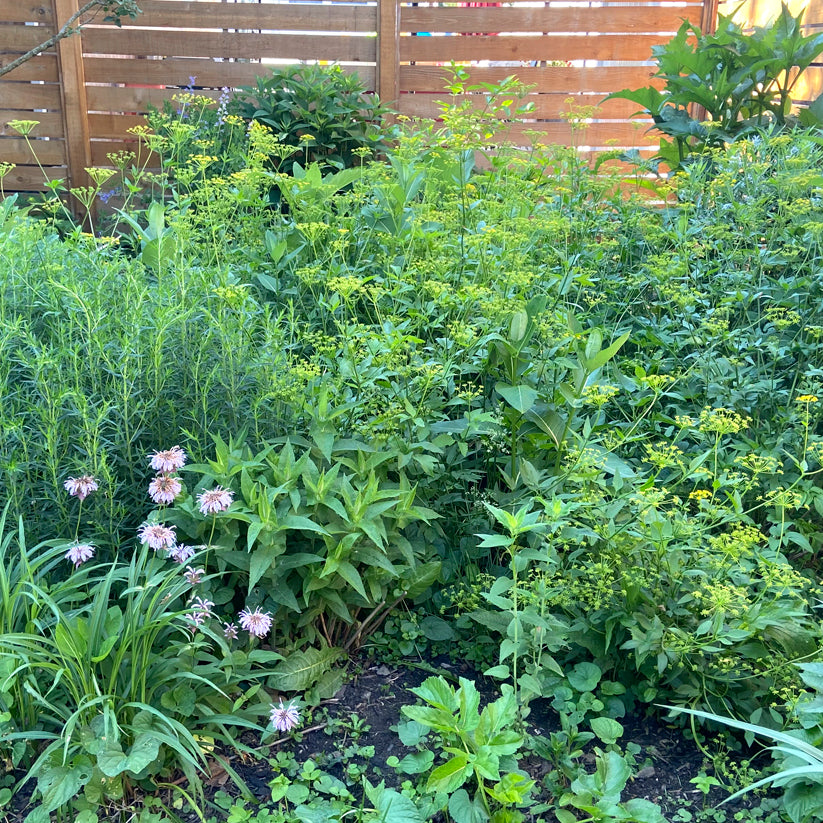 Zizia aurea (GOLDEN ALEXANDERS) *