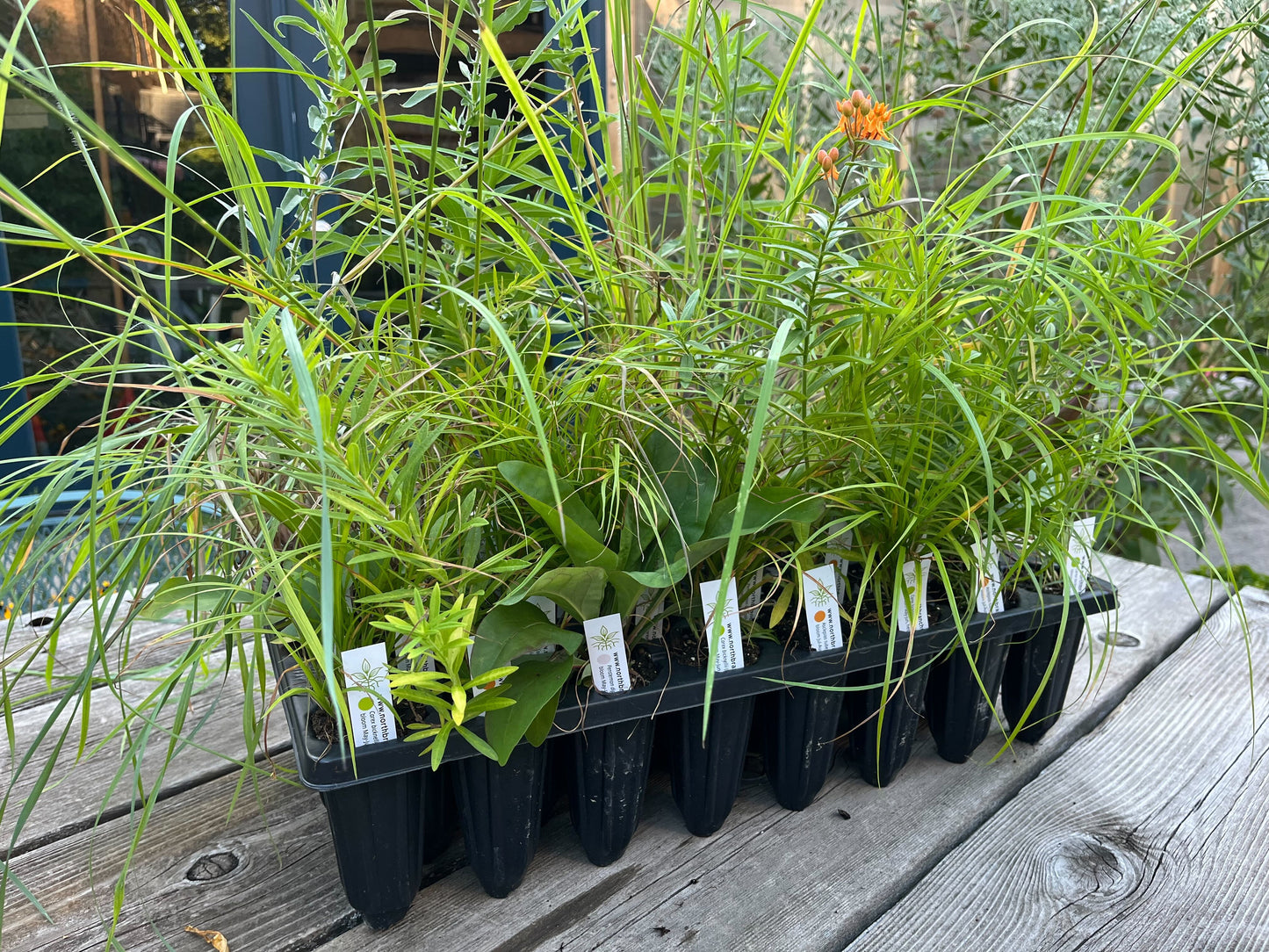 NBN Garden Kit - Native Prairie Mix