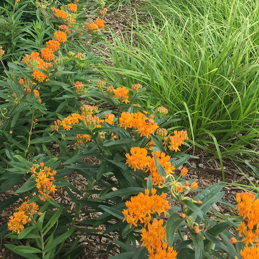 Asclepias tuberosa (BUTTERFLY MILKWEED)