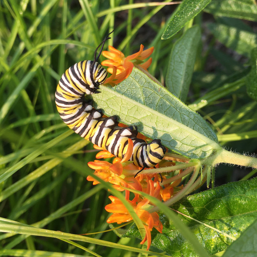 Asclepias tuberosa (BUTTERFLY MILKWEED)