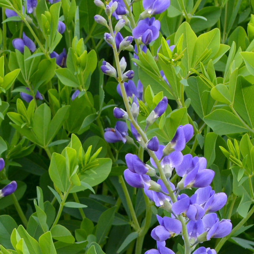 Baptisia australis (FALSE BLUE INDIGO) *