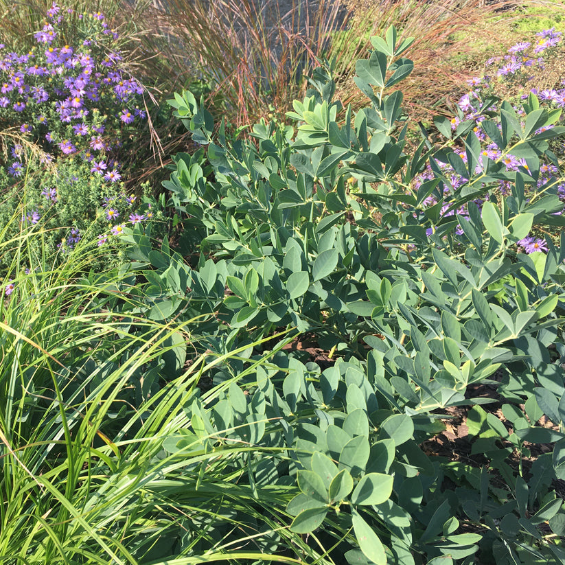 Baptisia australis (FALSE BLUE INDIGO) *