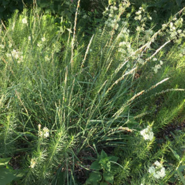 Bouteloua curtipendula (SIDE OATS GRAMA)