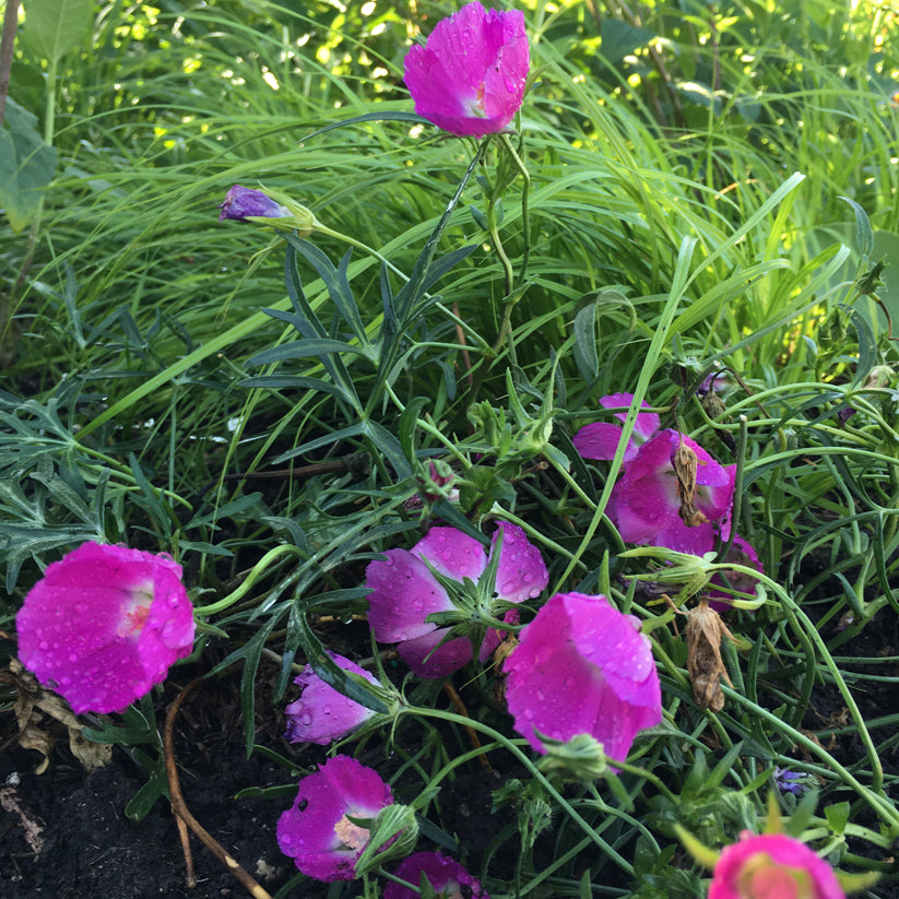 Callirhoe involucrata (PURPLE POPPY MALLOW)