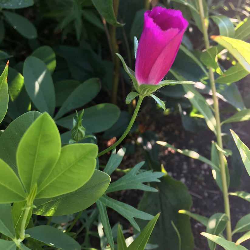 Callirhoe involucrata (PURPLE POPPY MALLOW)