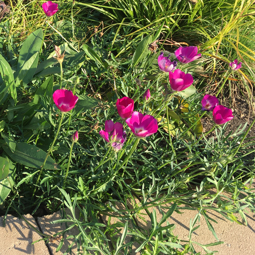 Callirhoe involucrata (PURPLE POPPY MALLOW)