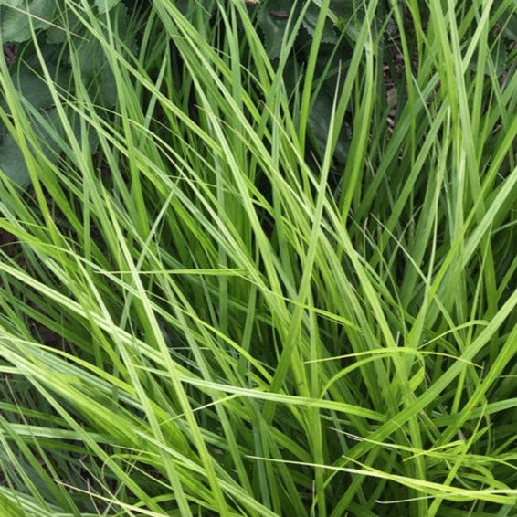 Plains oval sedge (Carex brevior) native plant