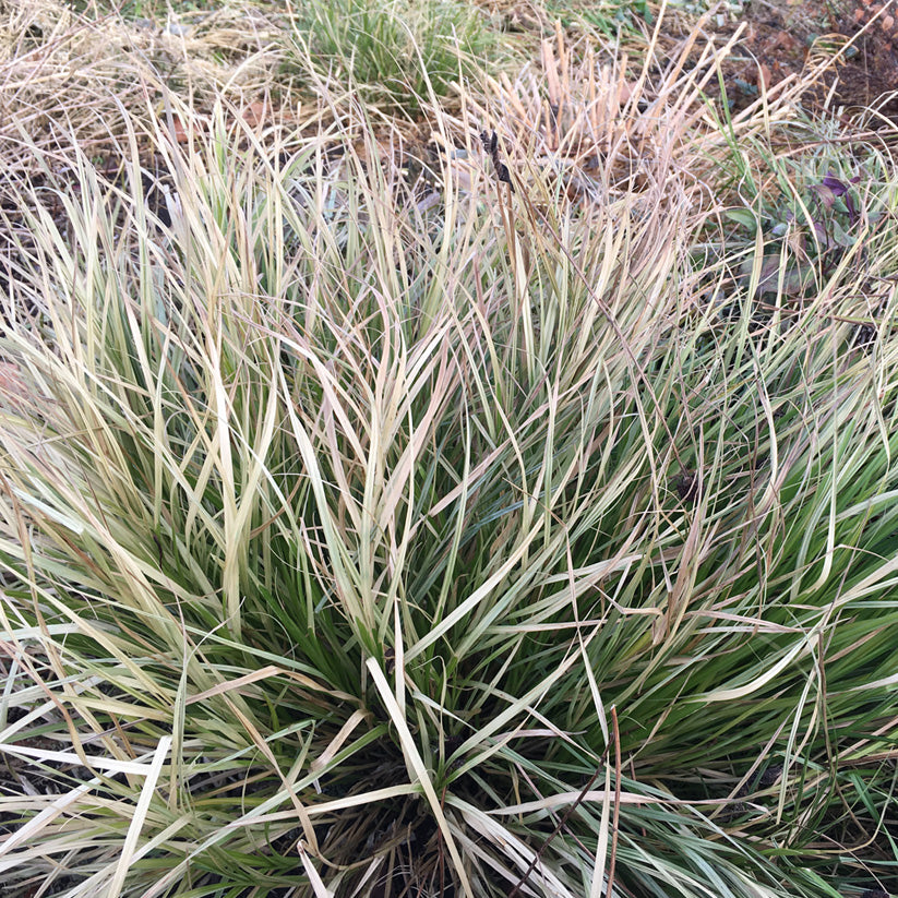 Carex brevior (PLAINS OVAL SEDGE)