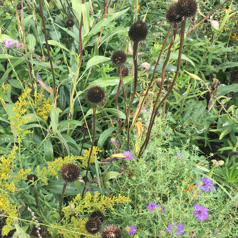 Echinacea pallida (PALE PURPLE CONEFLOWER)