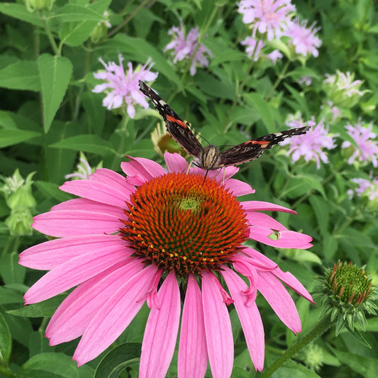 Echinacea purpurea (PURPLE CONEFLOWER) *