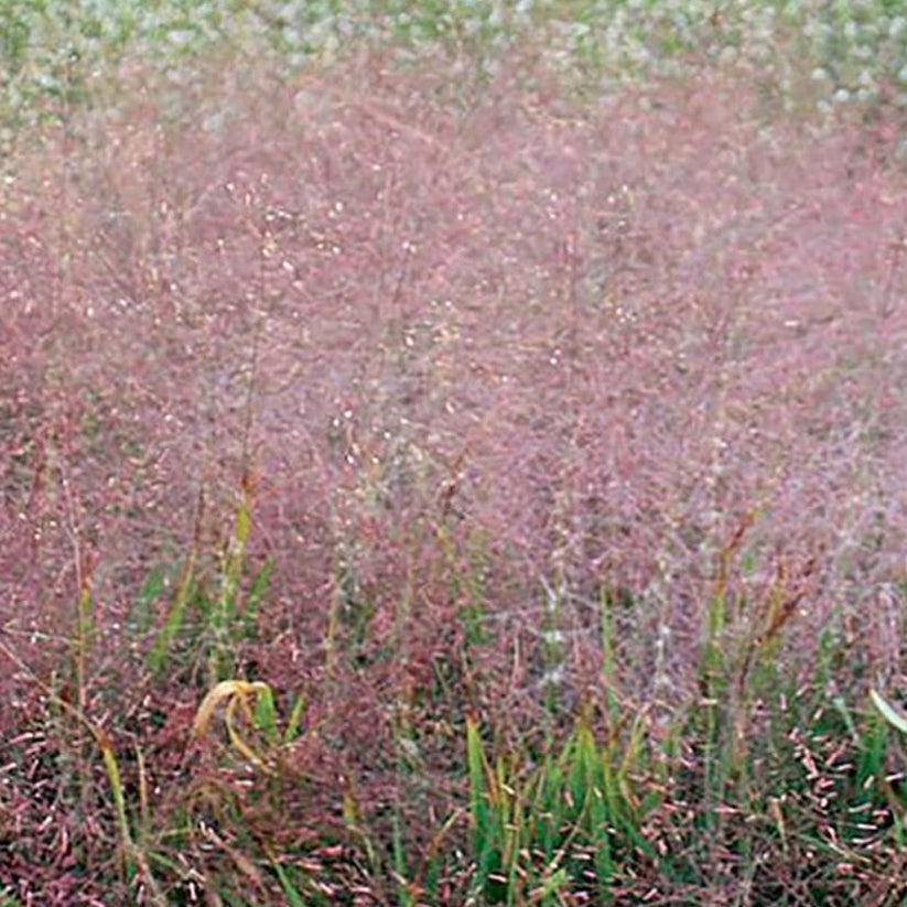Eragrostis spectabilis (PURPLE LOVE GRASS)