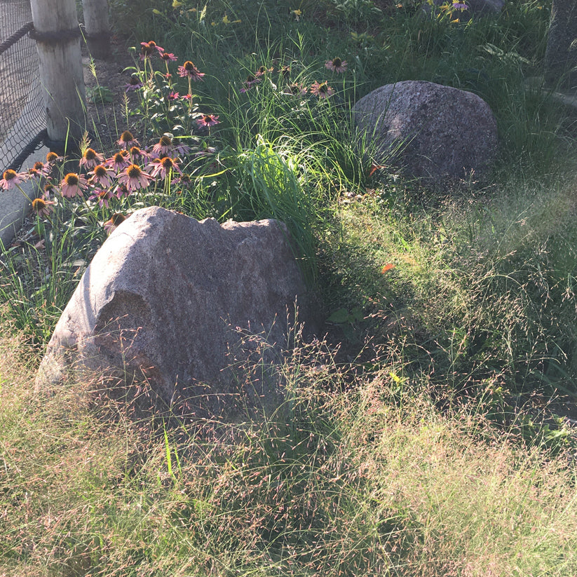 Eragrostis spectabilis (PURPLE LOVE GRASS)