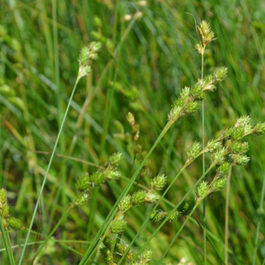 COPPER-SHOULDERED OVAL SEDGE (Carex bicknellii)