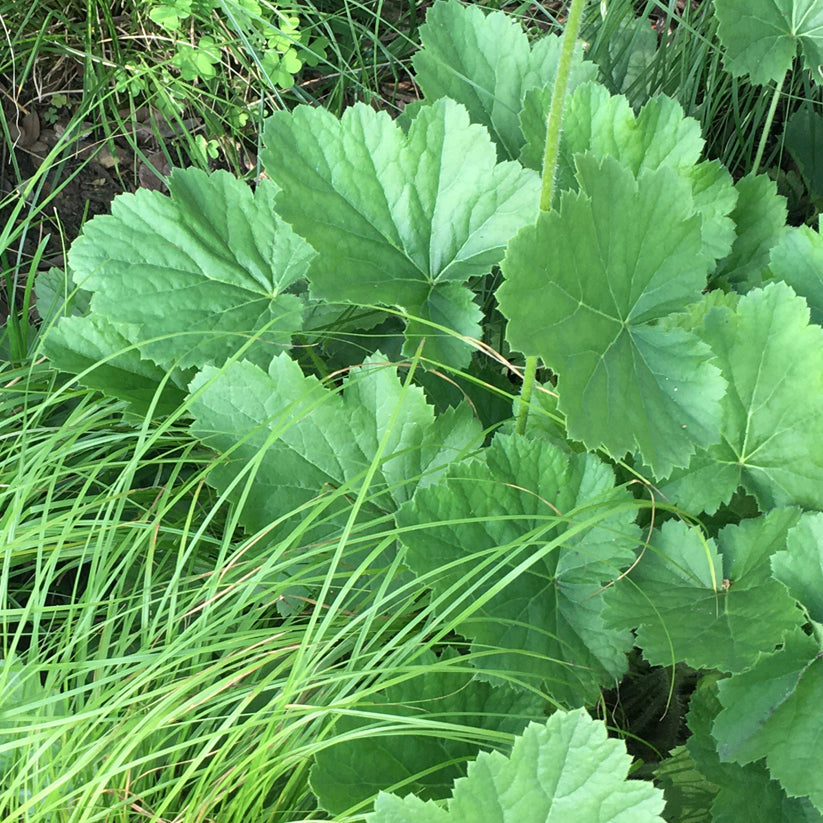 Heuchera richardsonii (PRAIRIE ALUMROOT) *