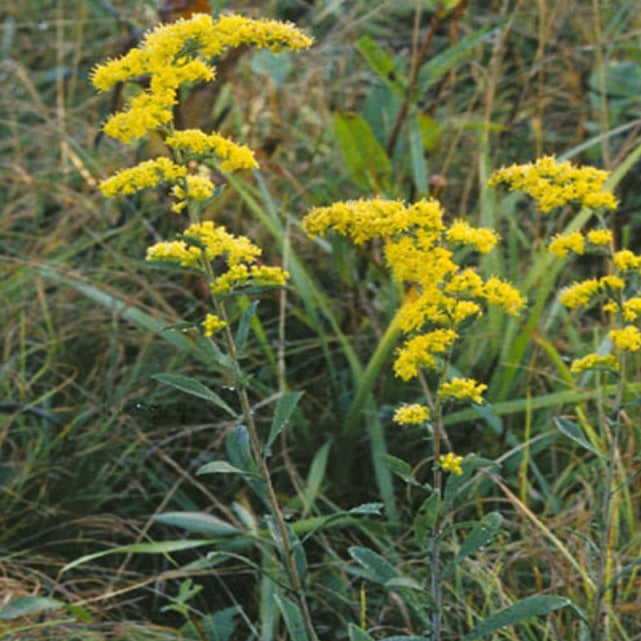 OLD FIELD GOLDENROD (Solidago nemoralis)