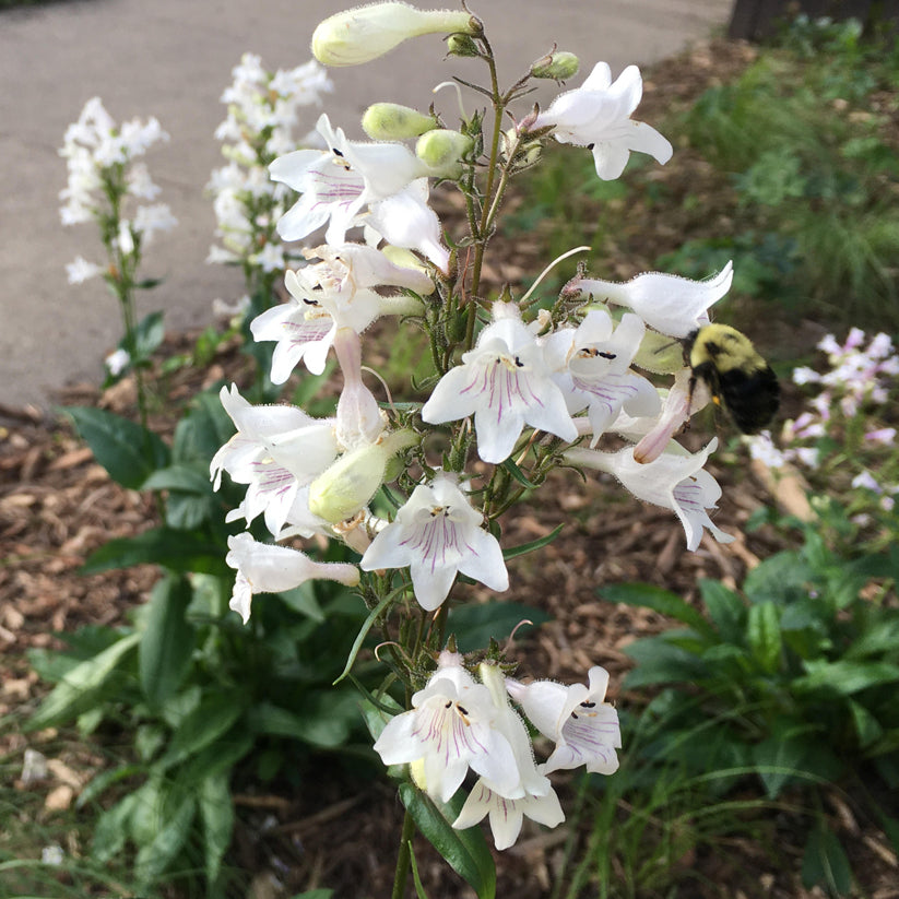 Penstemon digitalis (FOXGLOVE BEARDTONGUE) *