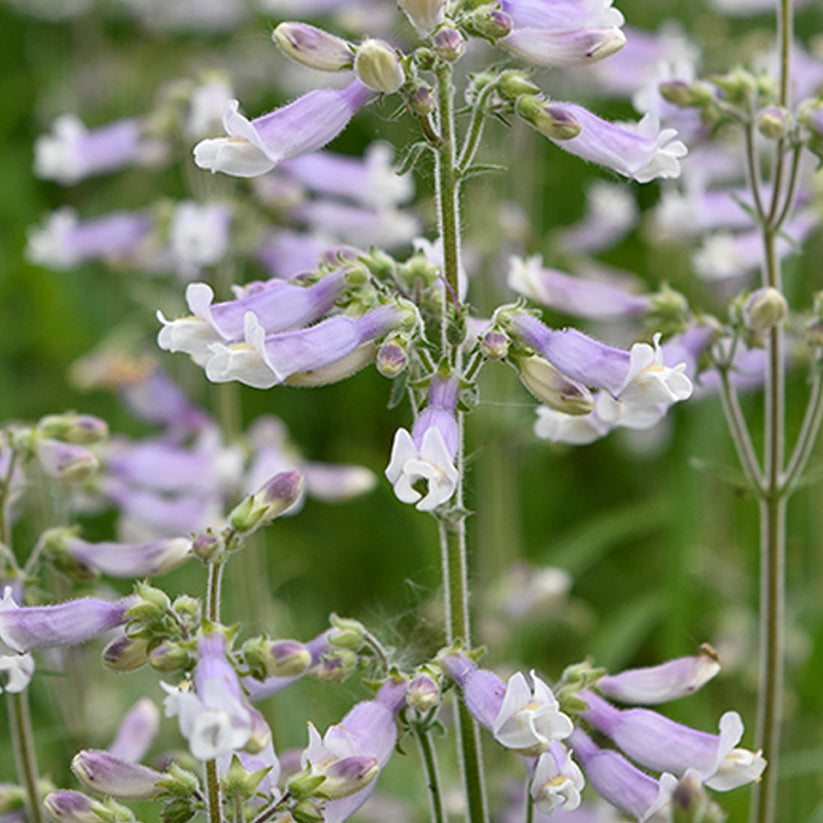 Penstemon hirsutus (HAIRY BEARDTONGUE)