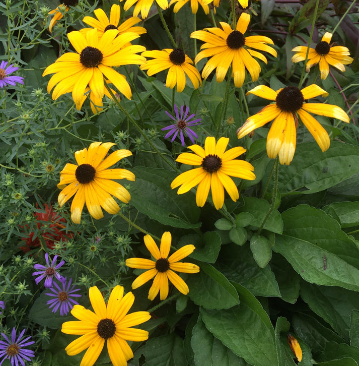 Rudbeckia fulgida var. speciosa (SHOWY BLACK-EYED SUSAN) *