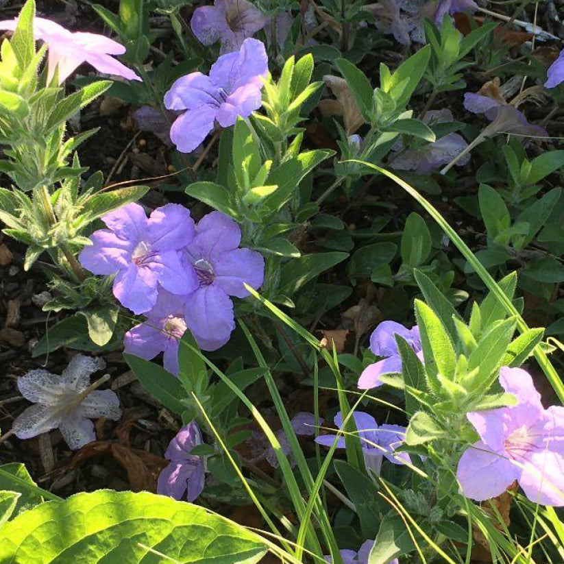 Ruellia humilis (WILD PETUNIA)