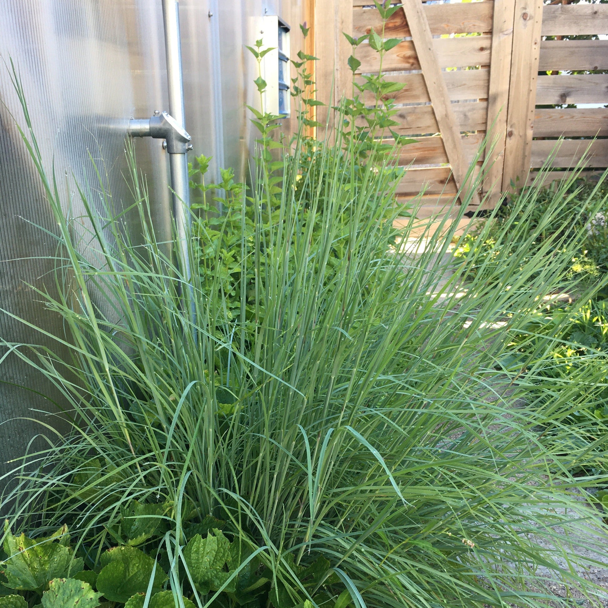 Schizachyrium scoparium 