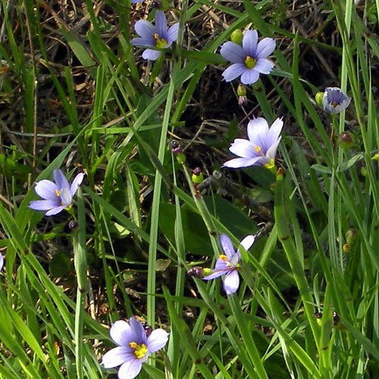Sisyrinchium campestre (PRAIRIE BLUE-EYED GRASS)