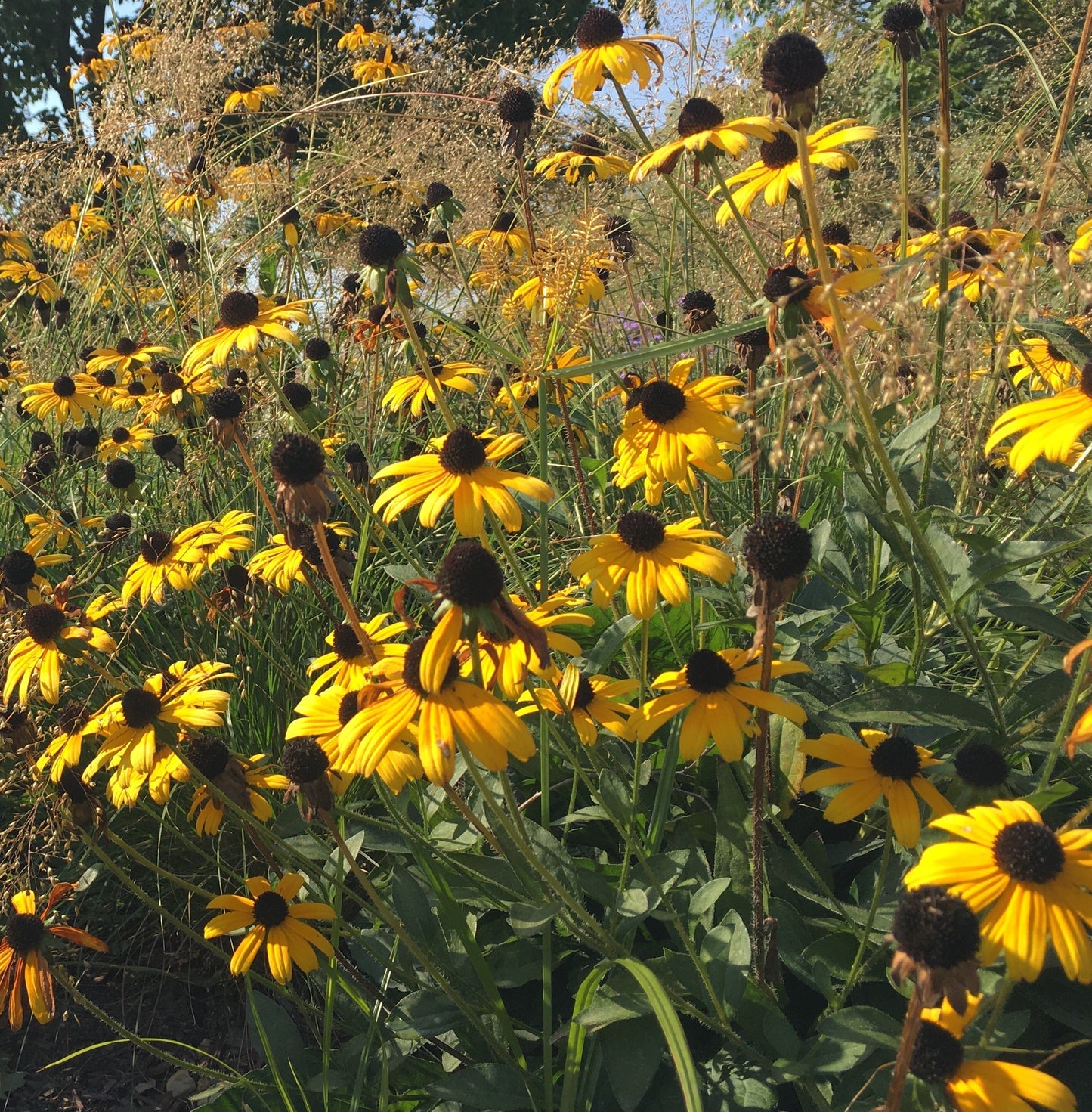 Rudbeckia fulgida var. speciosa (SHOWY BLACK-EYED SUSAN) *