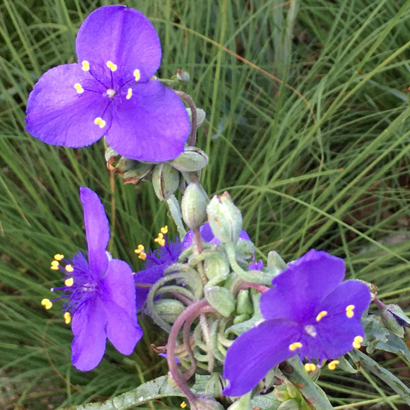 Tradescantia ohiensis (OHIO SPIDERWORT)