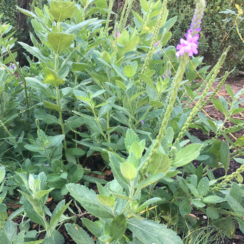 Verbena stricta (HOARY VERVAIN)