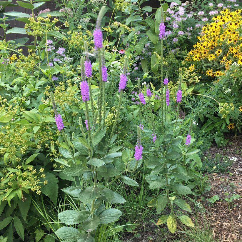 Verbena stricta (HOARY VERVAIN)