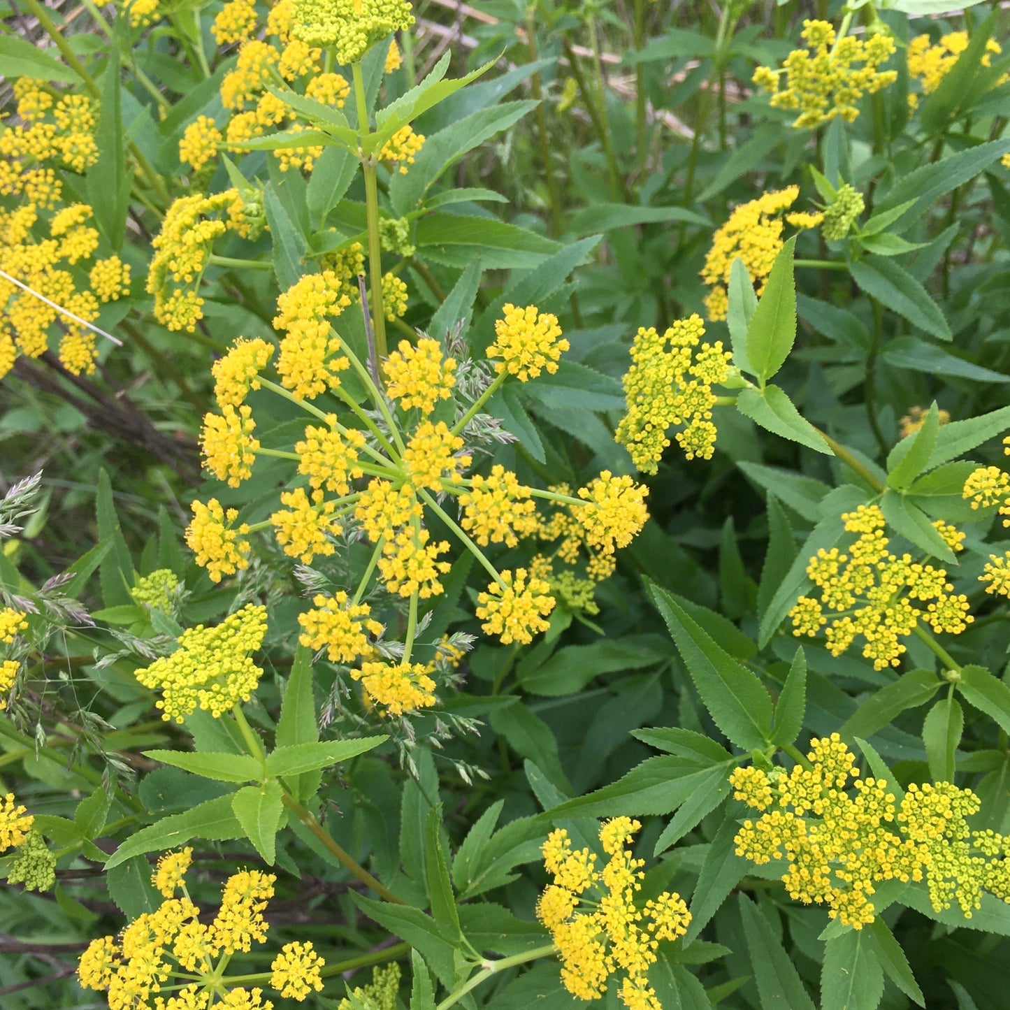 Zizia aurea (GOLDEN ALEXANDERS) *