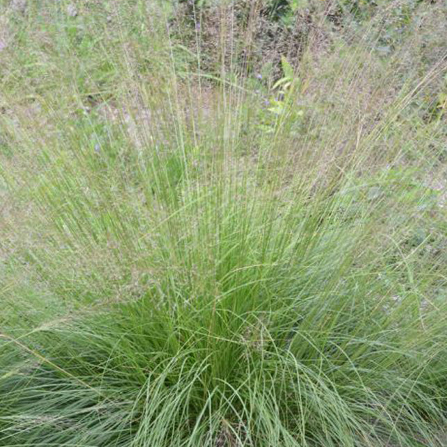 Sporobolus heterolepis (PRAIRIE DROPSEED) *